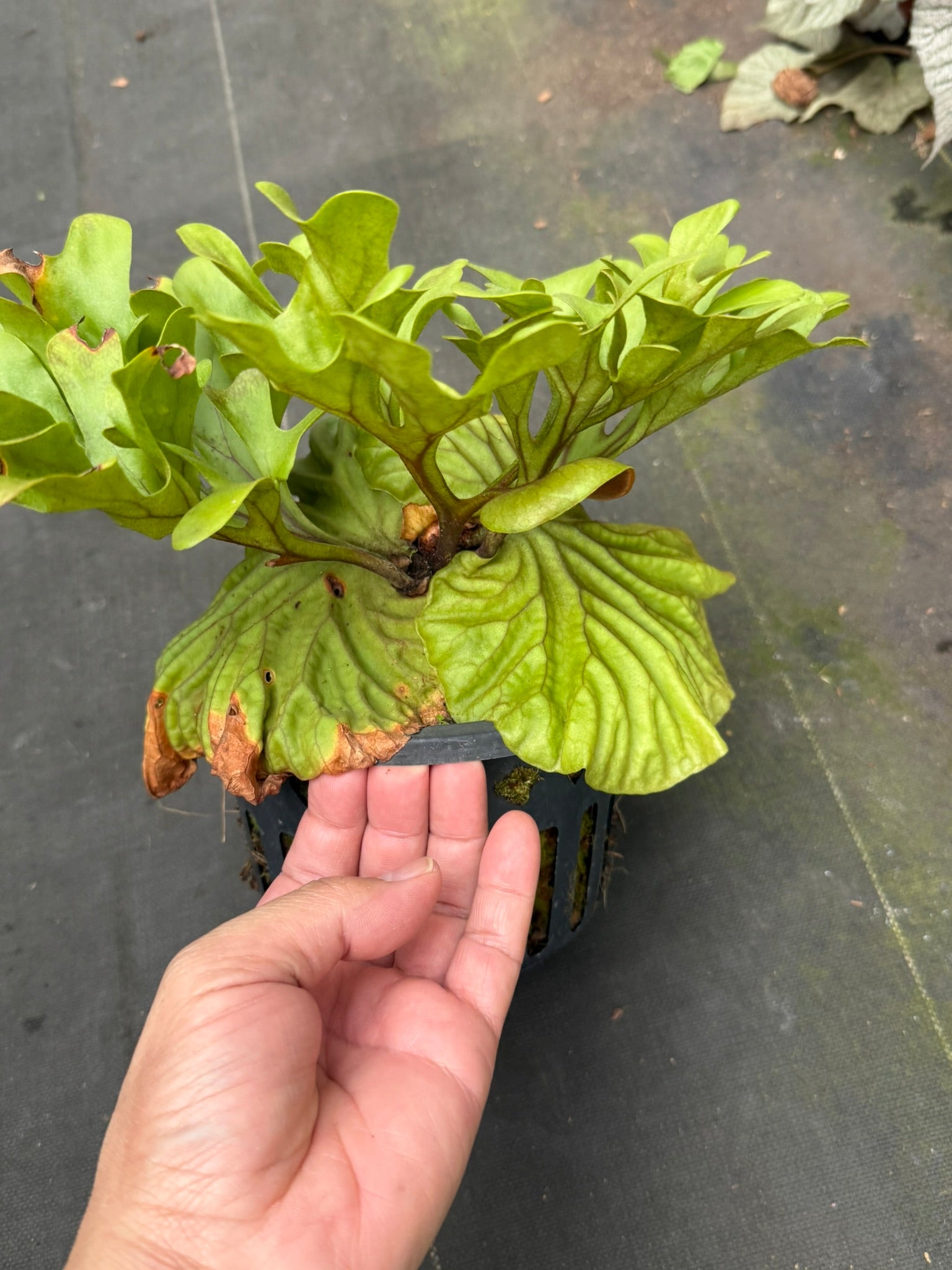 Platycerium ridleyi dwarf