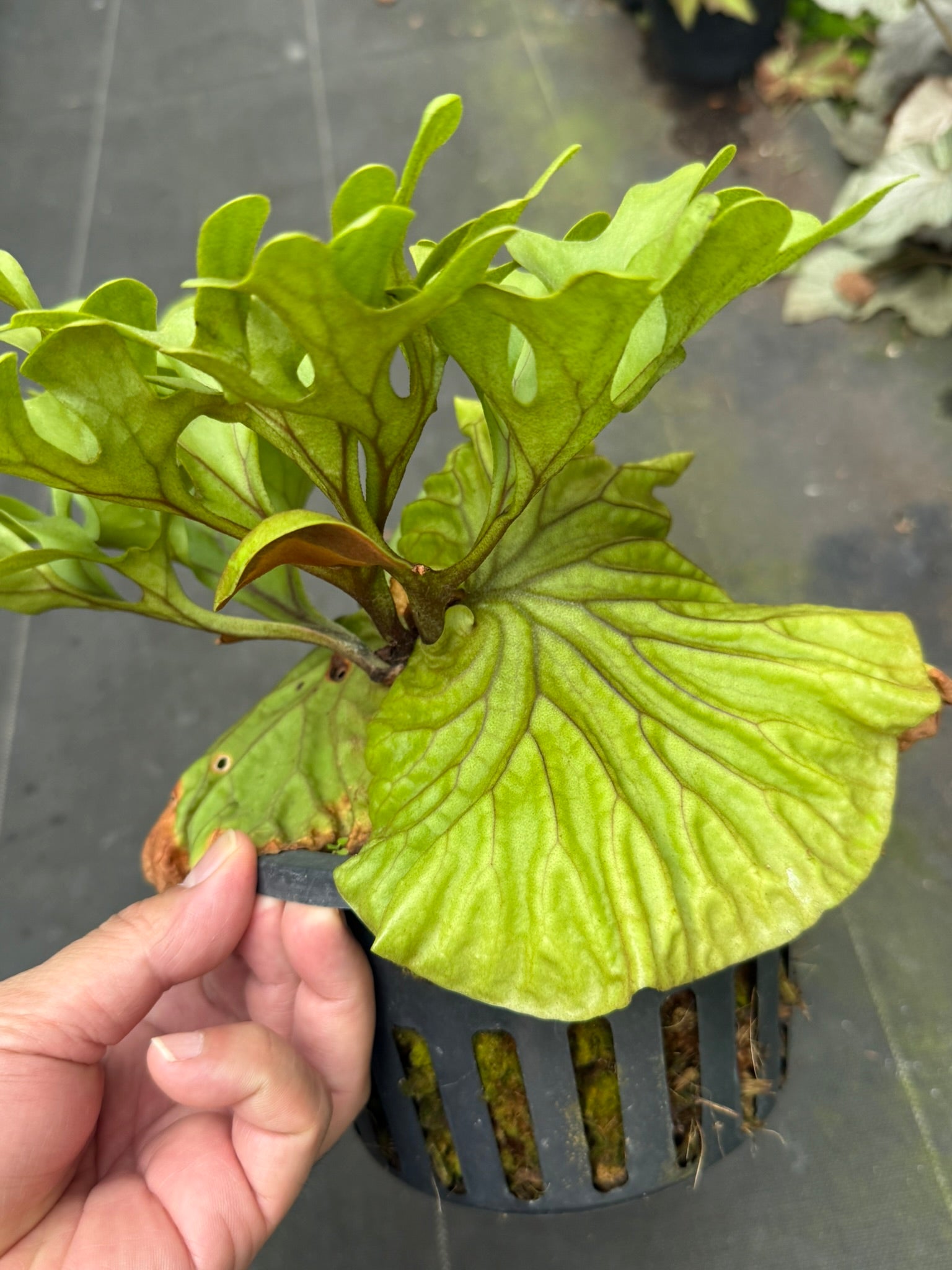 Platycerium ridleyi dwarf