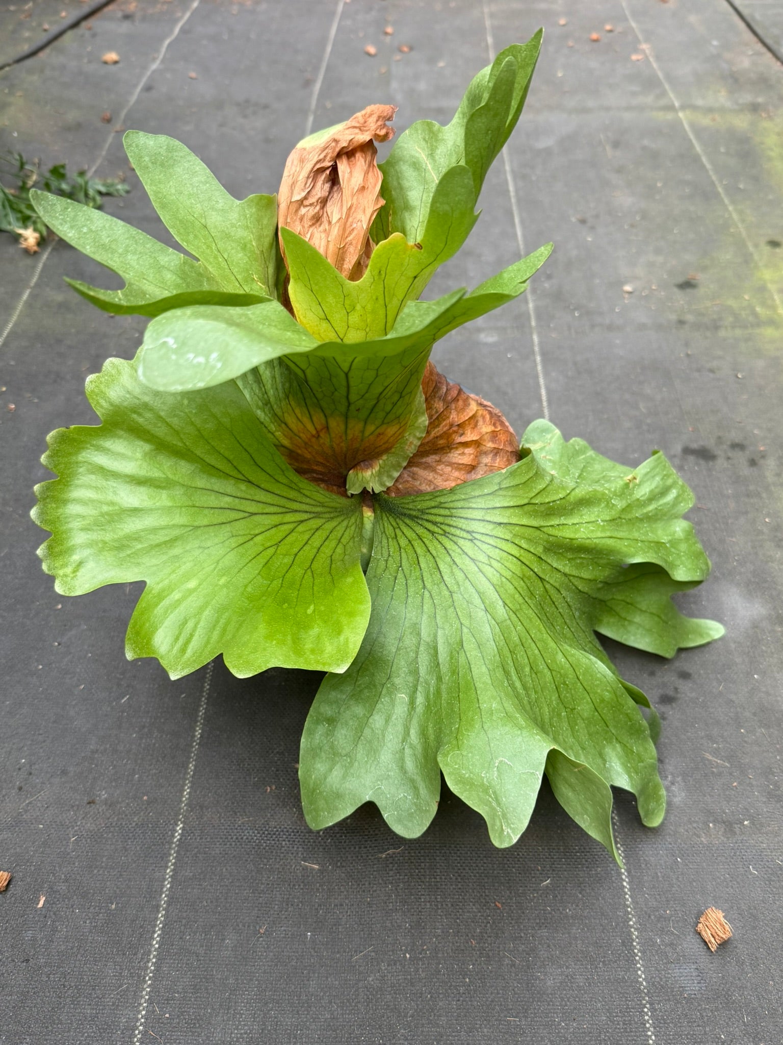 Platycerium Kuromi (P.Kitshakoodiense x P.Surinarium)