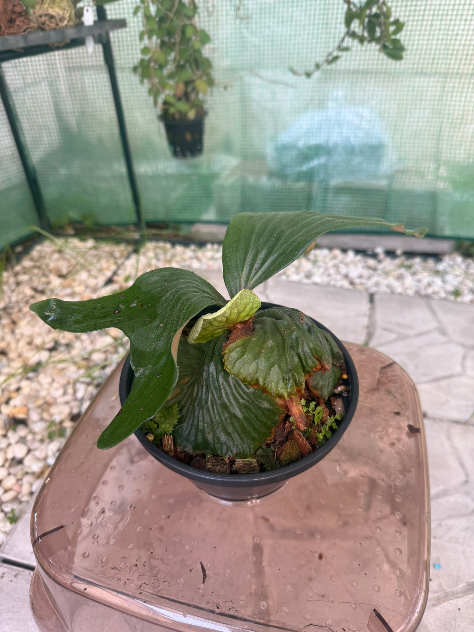 Platycerium madagascariense
