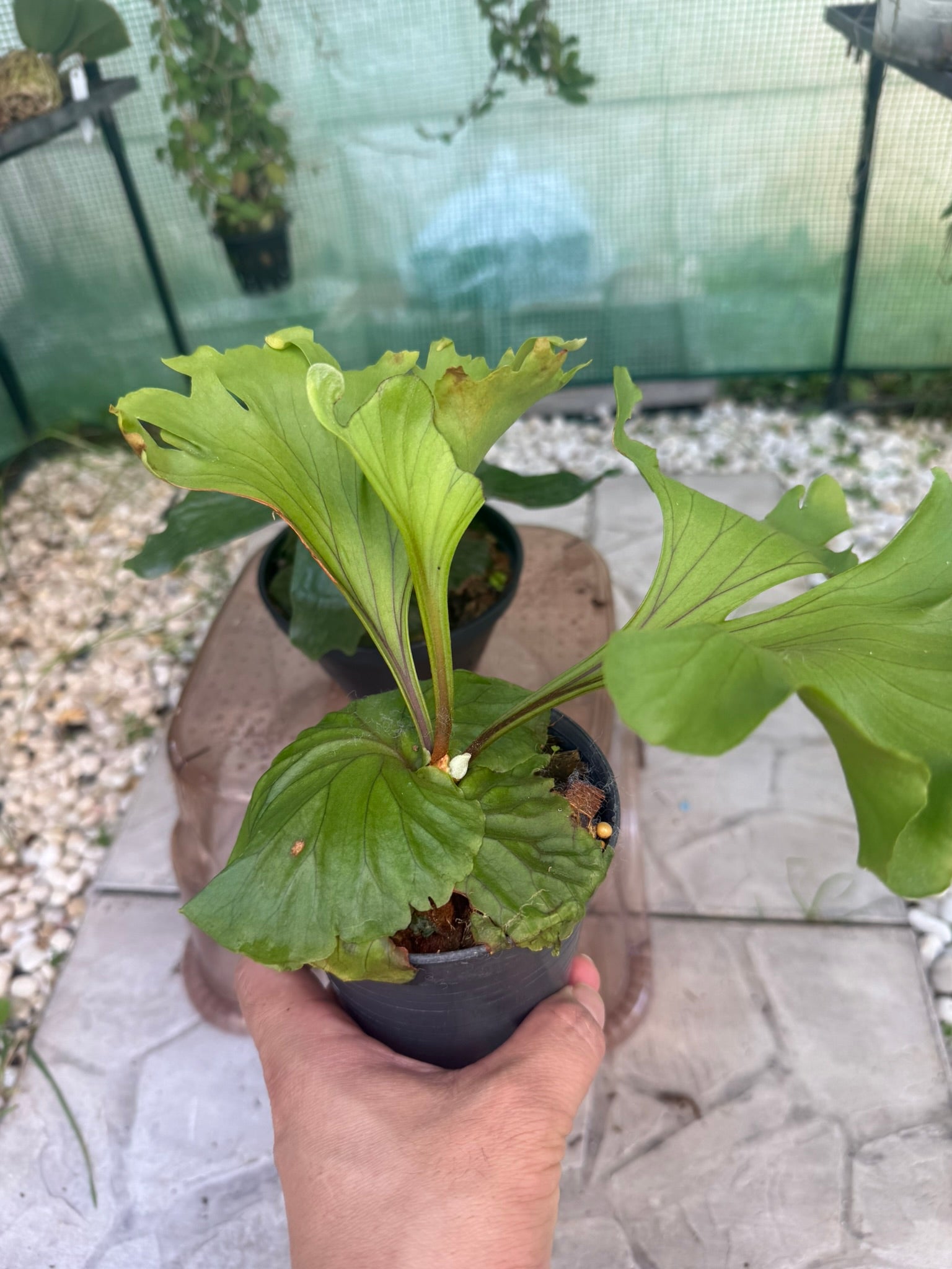Platycerium ridleyii monkey king