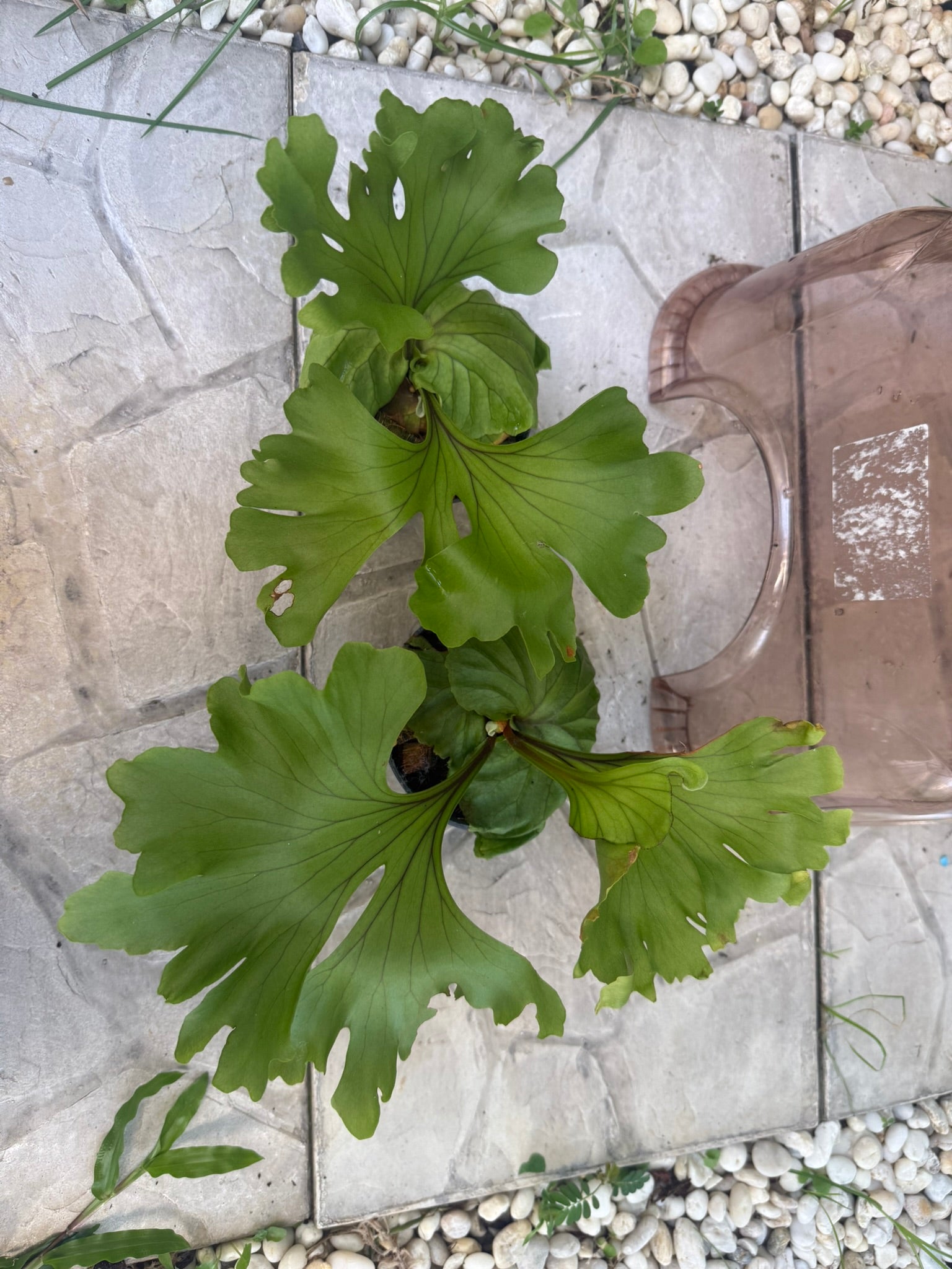 Platycerium ridleyii monkey king