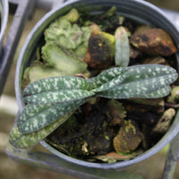 Paphiopedilum godefroyae (select)