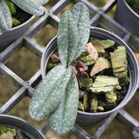 Paphiopedilum godefroyae (select)