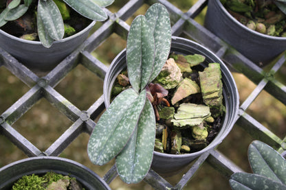 Paphiopedilum godefroyae (select)
