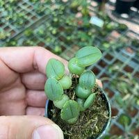 Bulbophyllum (Trias) cambodianum