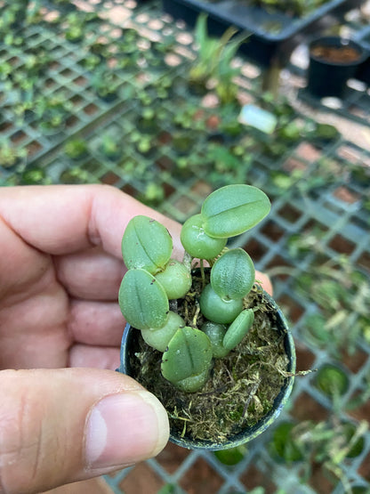 Bulbophyllum (Trias) cambodianum