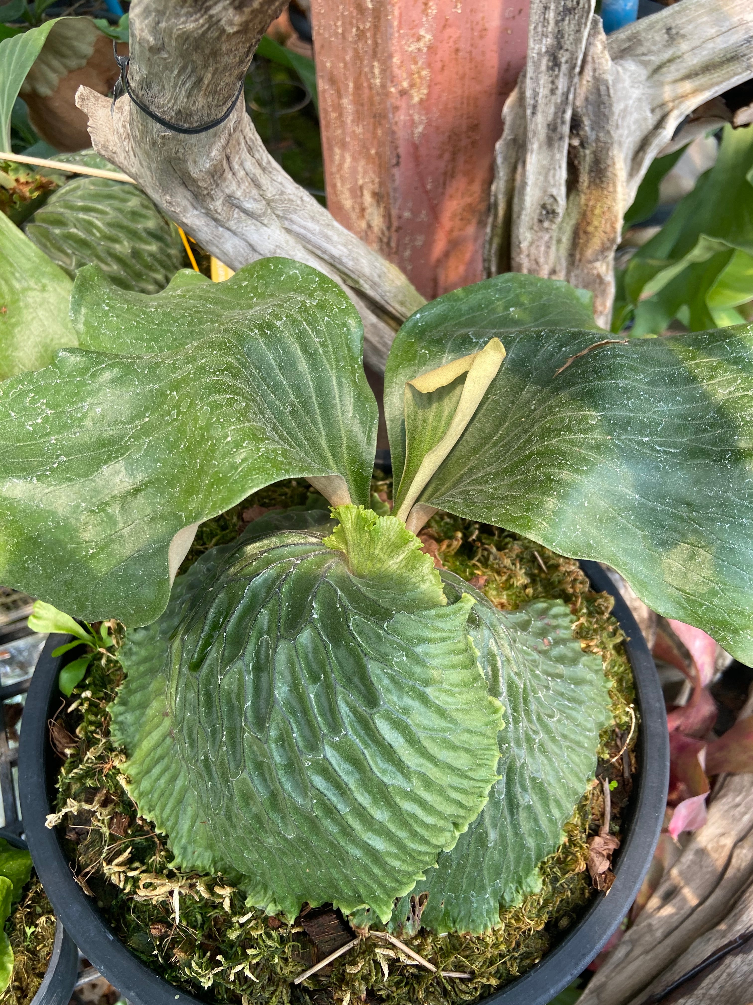 Platycerium madagascariense