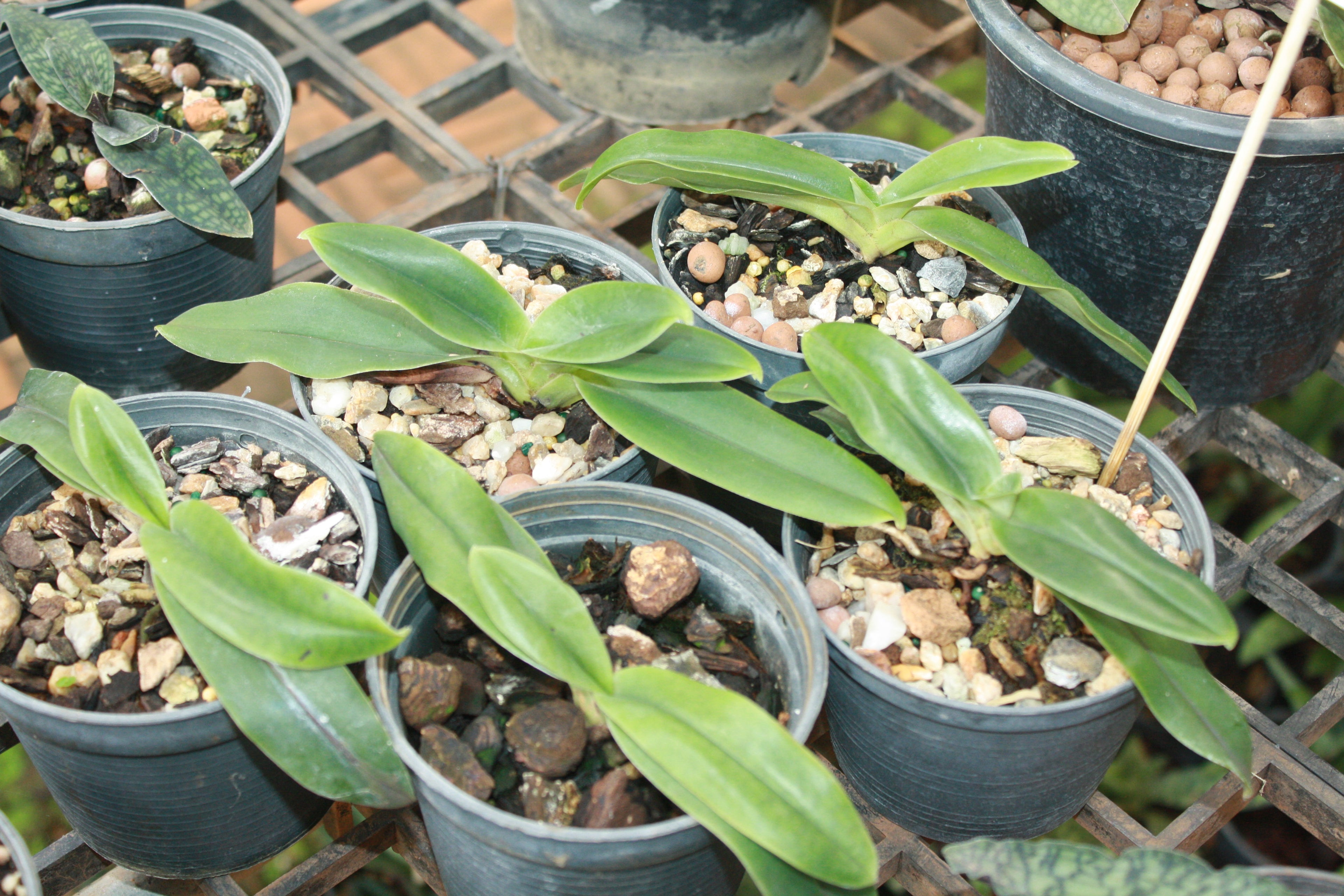 Paphiopedilum hangianum
