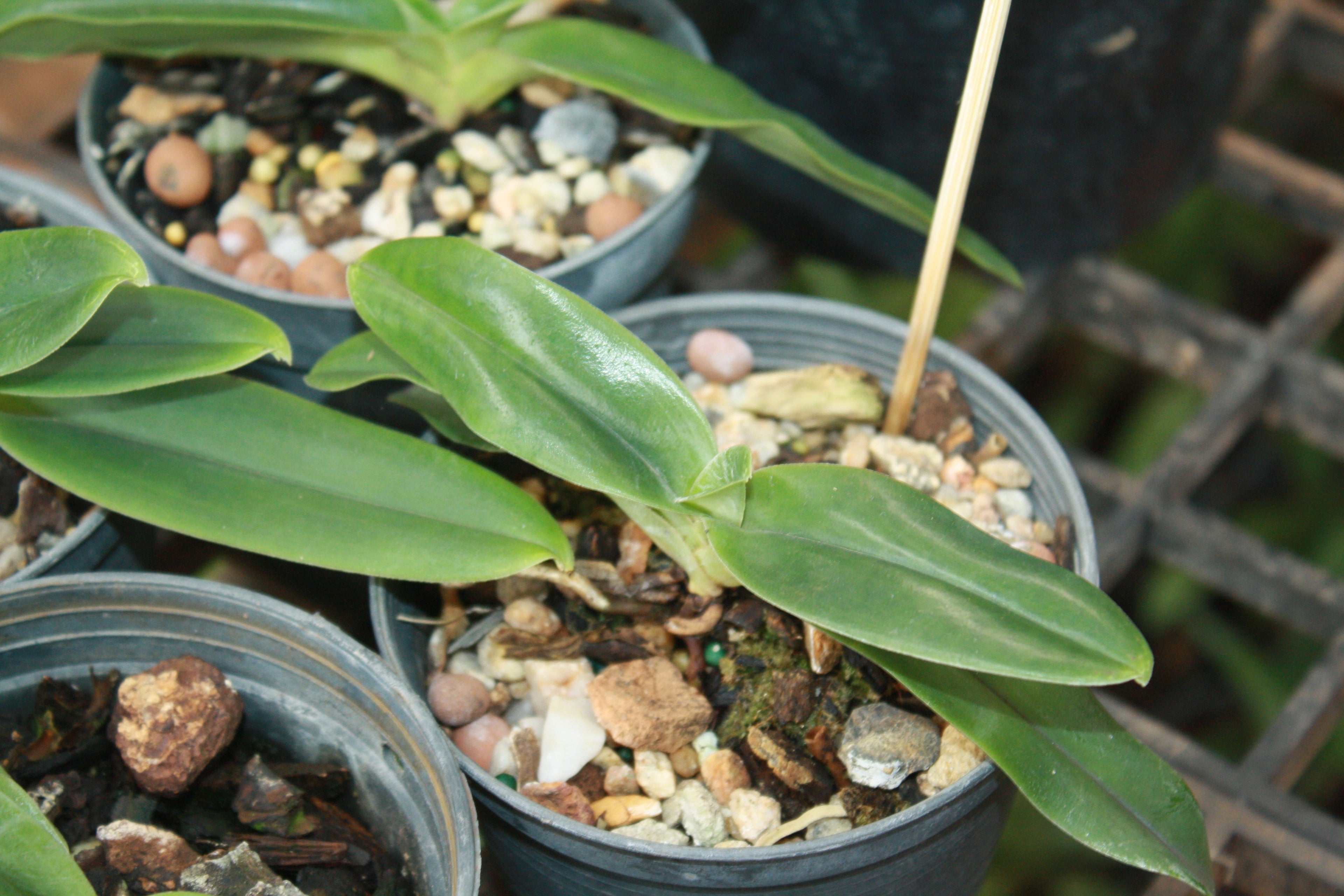 Paphiopedilum hangianum