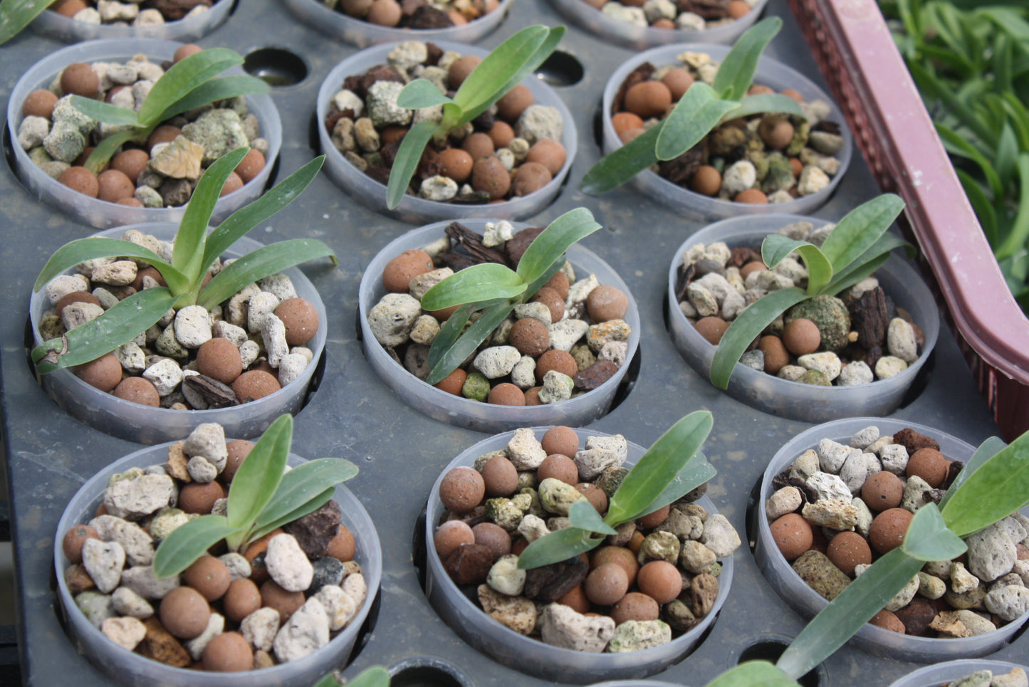 Paphiopedilum sanderianum