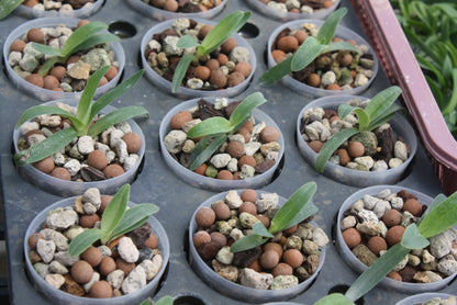 Paphiopedilum sanderianum