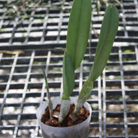 Rhyncholaelia digbyana