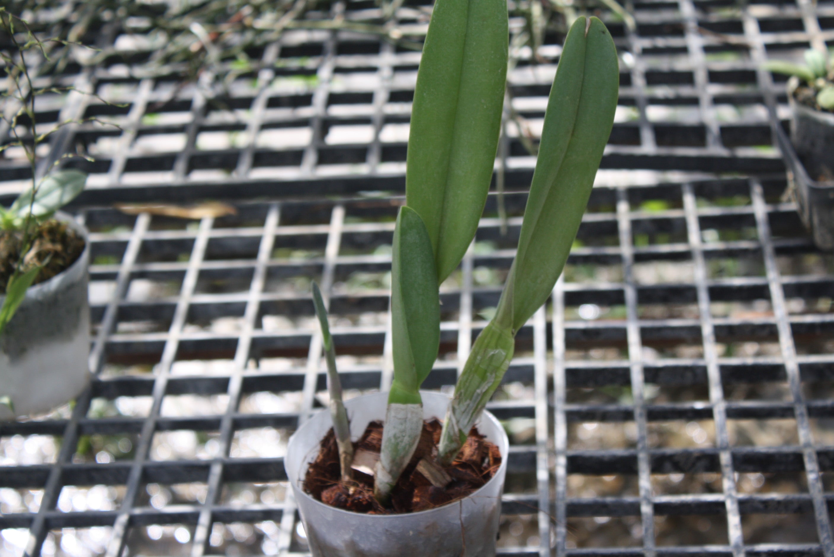 Rhyncholaelia digbyana