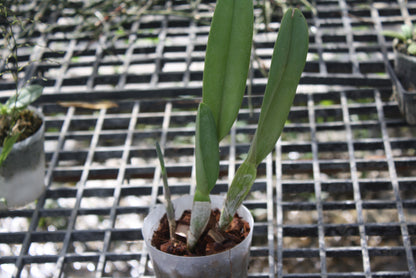 Rhyncholaelia digbyana