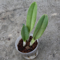 Rhyncholaelia digbyana