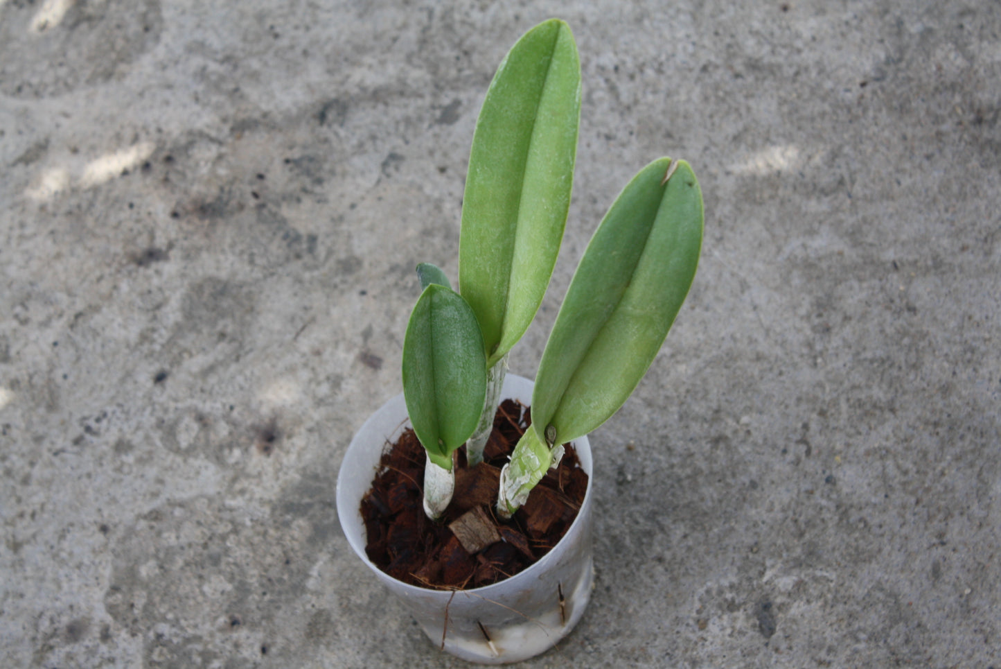 Rhyncholaelia digbyana
