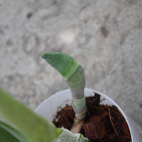 Rhyncholaelia digbyana