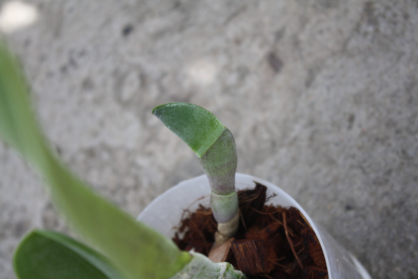 Rhyncholaelia digbyana