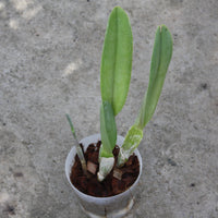 Rhyncholaelia digbyana