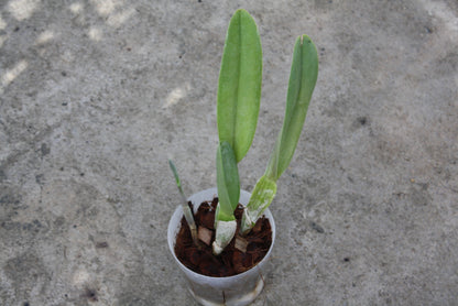 Rhyncholaelia digbyana