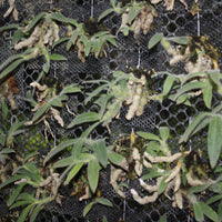 Dendrobium senile