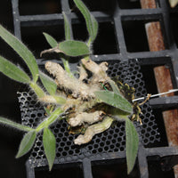 Dendrobium senile