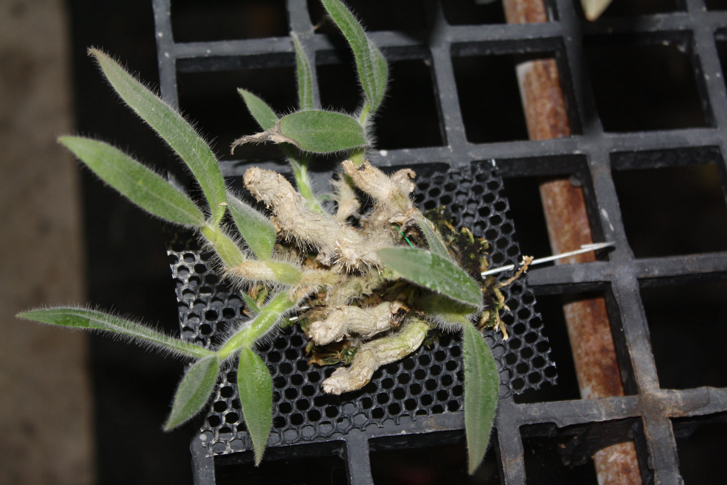 Dendrobium senile