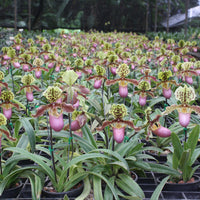 Paphiopedilum henryanum
