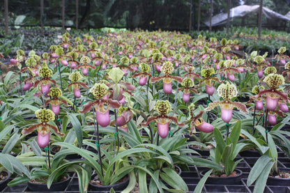 Paphiopedilum henryanum