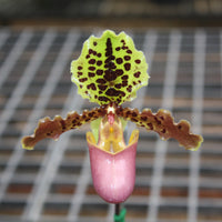 Paphiopedilum henryanum