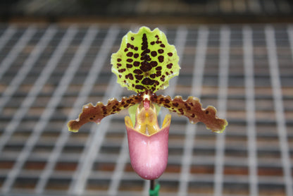 Paphiopedilum henryanum