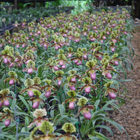 Paphiopedilum henryanum