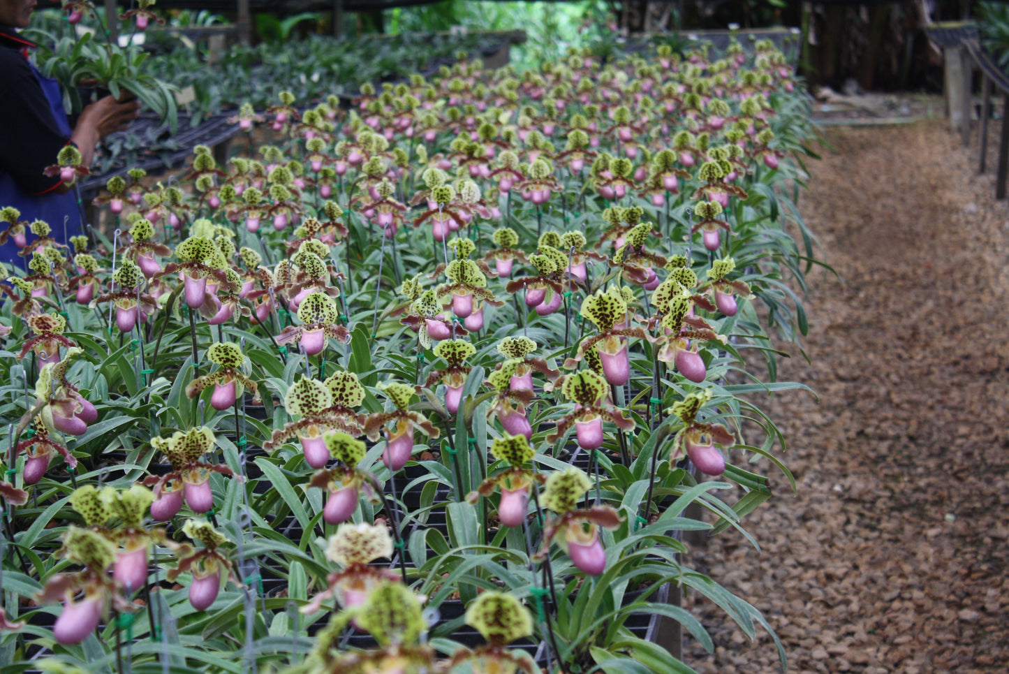 Paphiopedilum henryanum