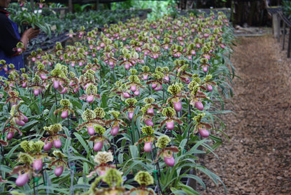 Paphiopedilum henryanum