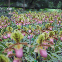 Paphiopedilum henryanum