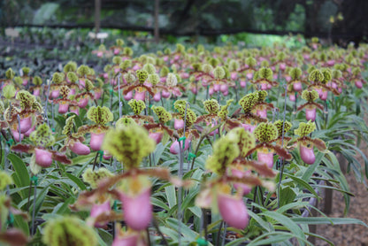 Paphiopedilum henryanum