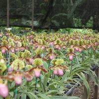 Paphiopedilum henryanum
