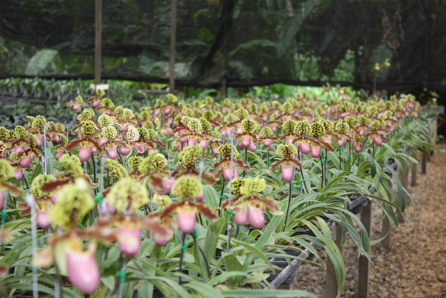 Paphiopedilum henryanum