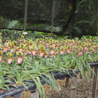 Paphiopedilum henryanum