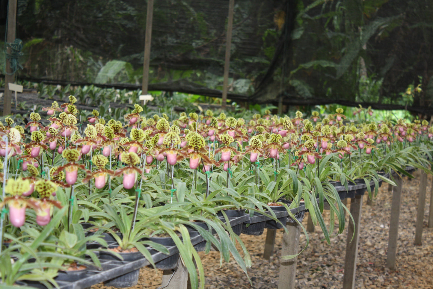 Paphiopedilum henryanum