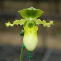 Paphiopedilum primulinum