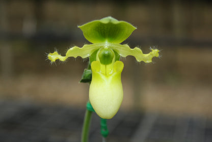Paphiopedilum primulinum