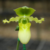 Paphiopedilum primulinum
