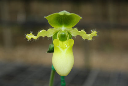 Paphiopedilum primulinum