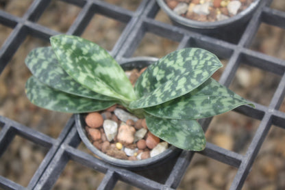 Paphiopedilum Maudiae (Hybrids/RedColor)