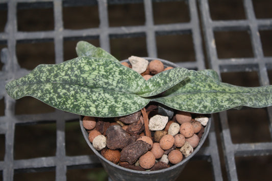 Paphiopedilum Ho Chi Minh