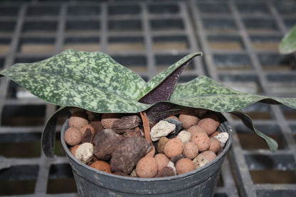 Paphiopedilum Ho Chi Minh