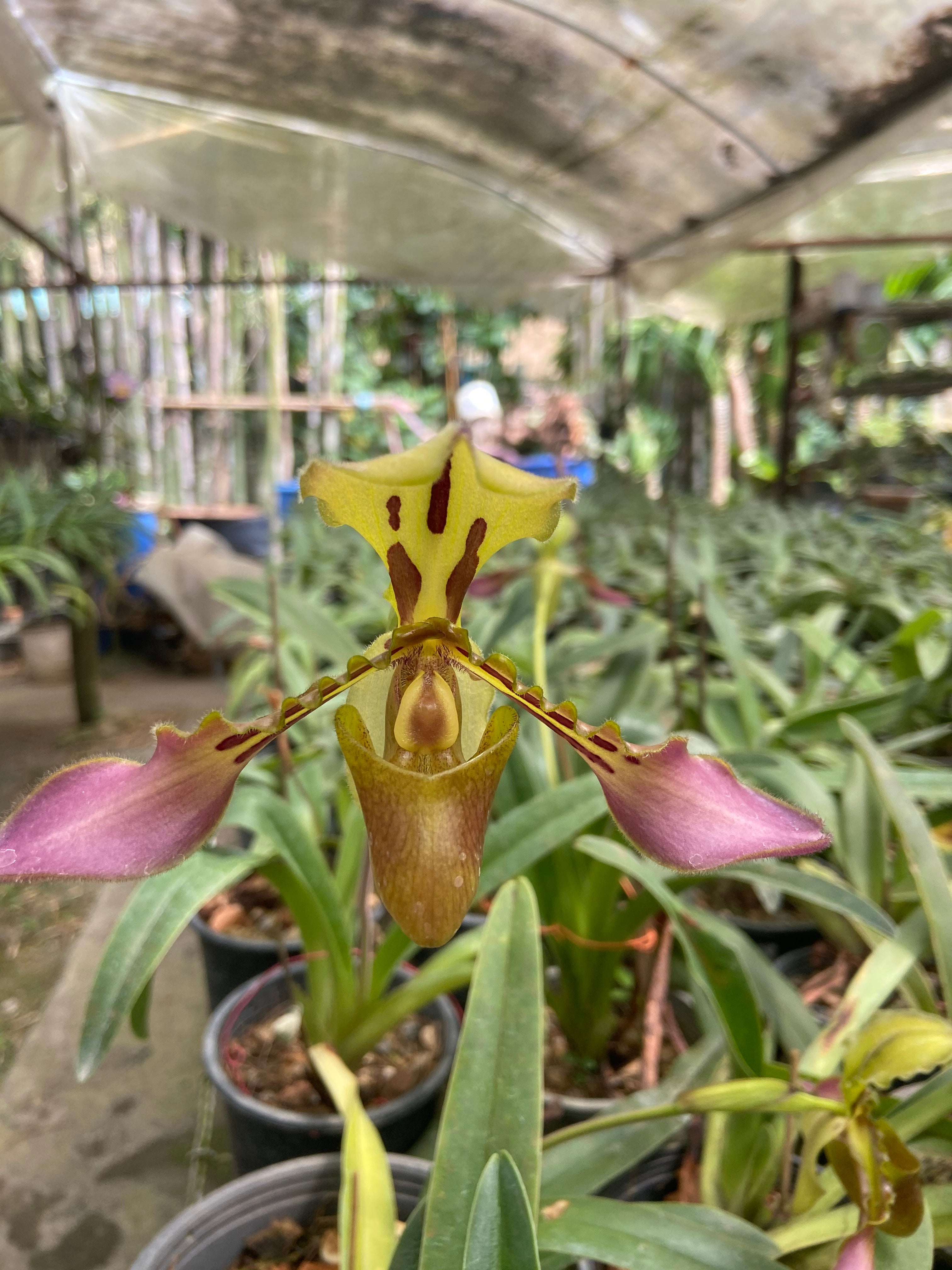 Paphiopedilum tigrinum