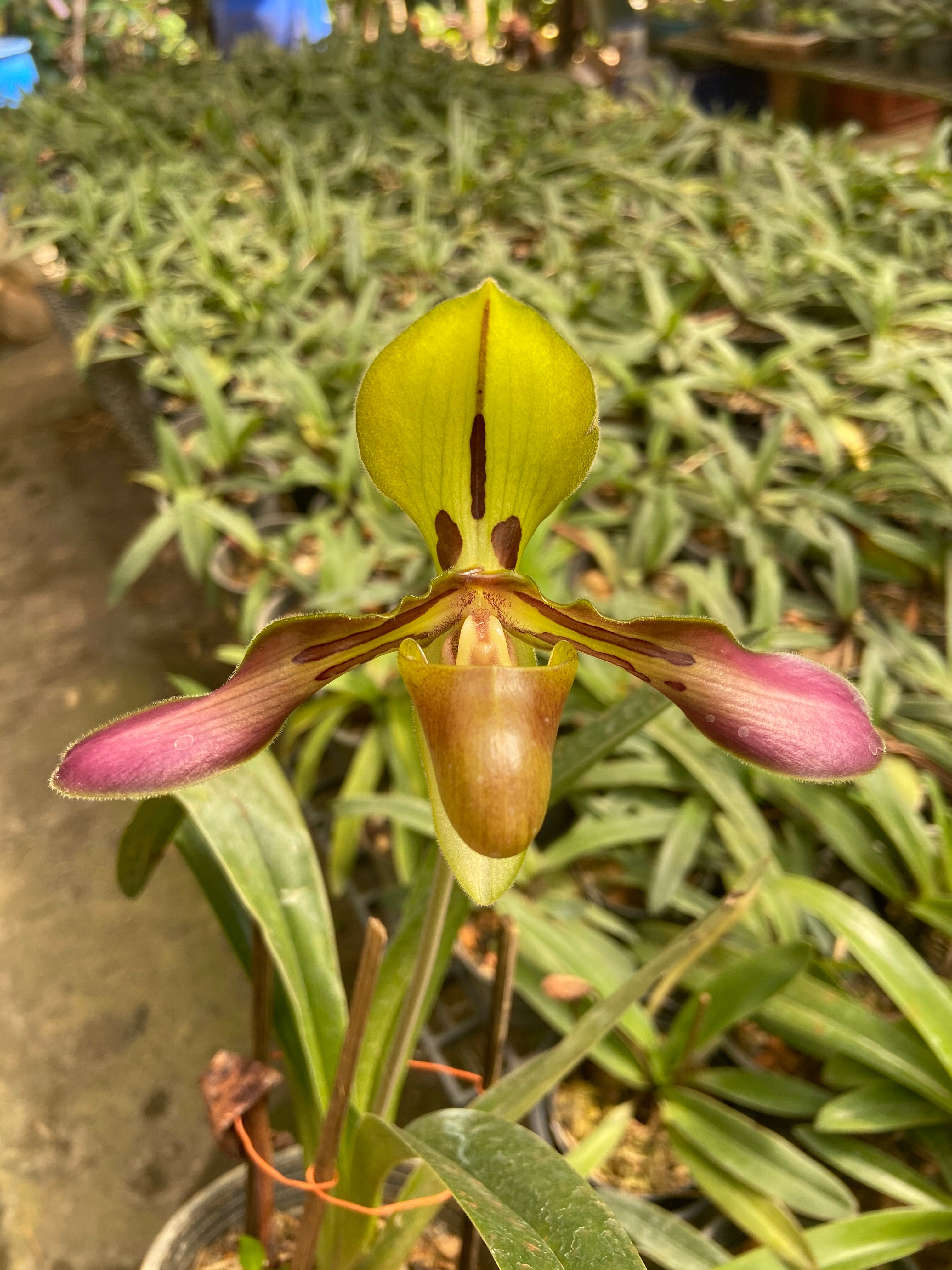 Paphiopedilum tigrinum